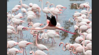 Flamingo