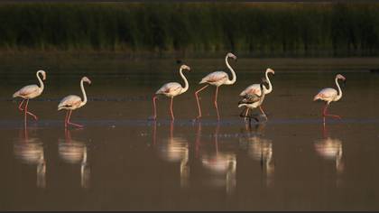 Flamingo