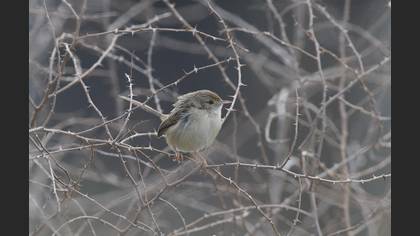 Dikkuyruklu Ötleğen