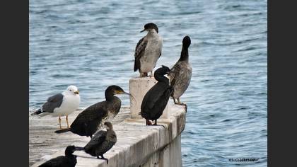 Tepeli Karabatak