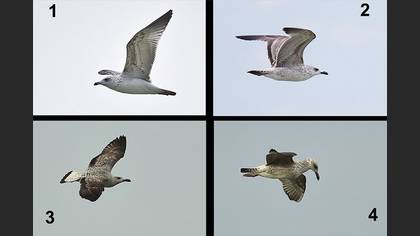 Tanımsız