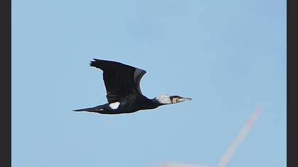Karabatak