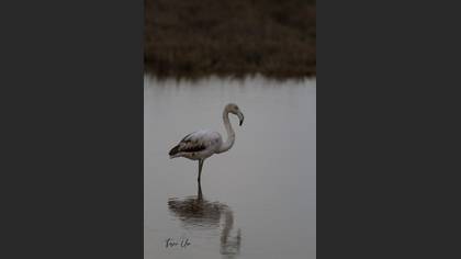 Flamingo
