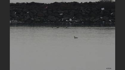 Tarakdiş