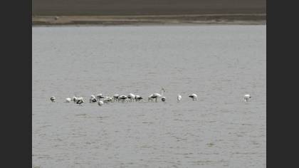 Flamingo