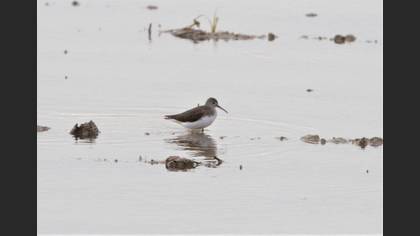 Yeşil Düdükçün