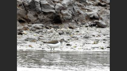 Dere Düdükçünü
