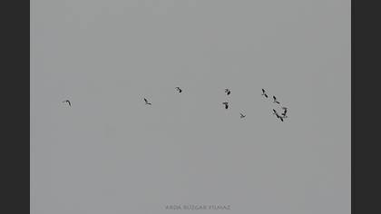 Kızkuşu