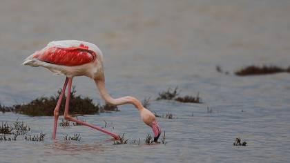 Flamingo