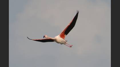 Flamingo