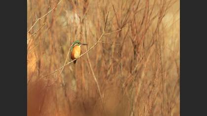 Yalıçapkını
