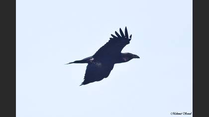 Kuzgun