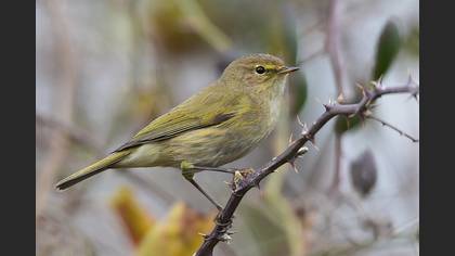 Çıvgın