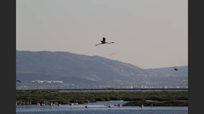 Flamingo