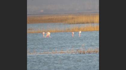 Flamingo