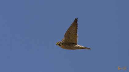 Gök Doğan