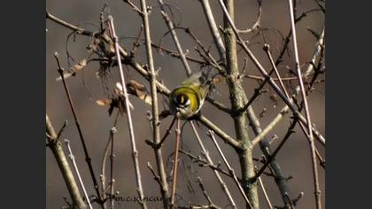 Sürmeli Çalıkuşu