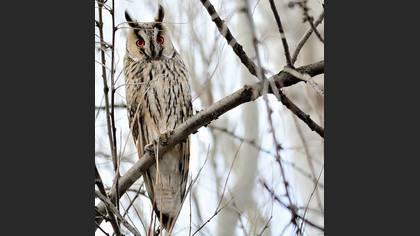 Kulaklı Orman Baykuşu