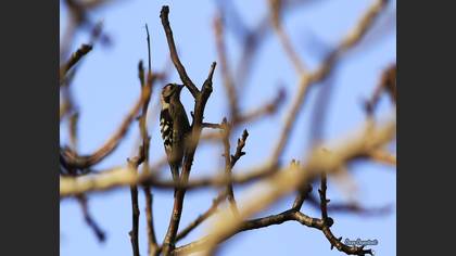 Küçük Ağaçkakan