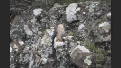 Atmaca