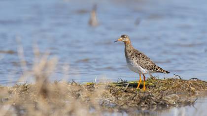 Dövüşkenkuş