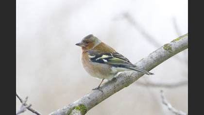 İspinoz