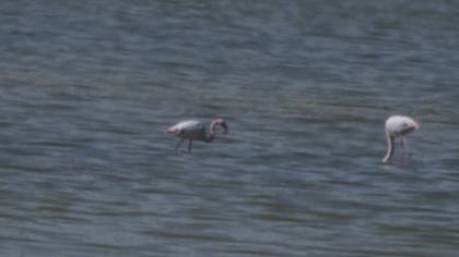 Küçük Flamingo