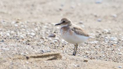 Büyük Cılıbıt