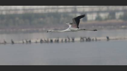 Flamingo