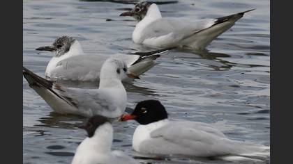 Akdeniz Martısı