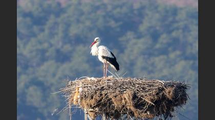 Leylek