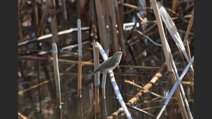 Undefined
