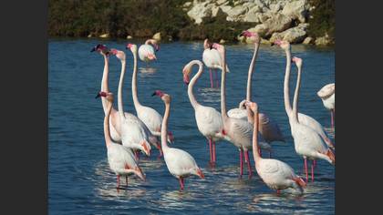 Flamingo