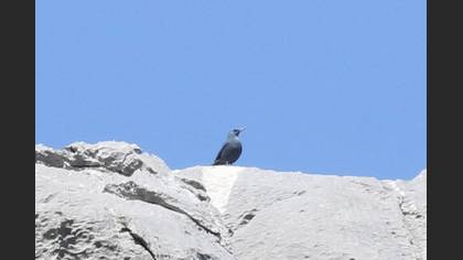 Gökardıç