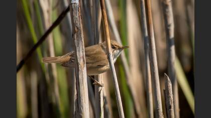 Tanımsız