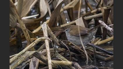 Çıtkuşu