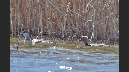 Macar Ördeği