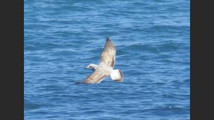 Tanımsız
