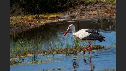 Leylek