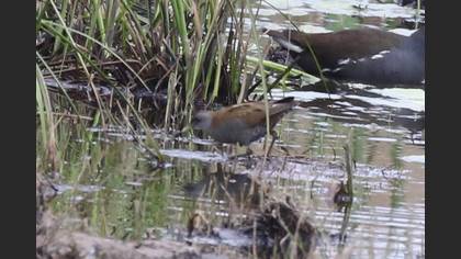 Bataklık Suyelvesi