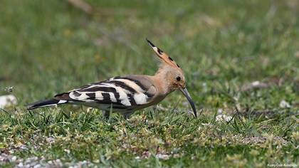 İbibik
