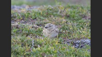 Bozkır Toygarı