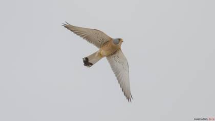 Küçük Kerkenez