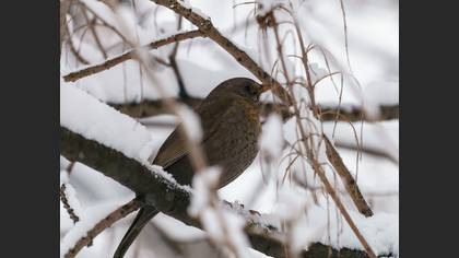 Karatavuk