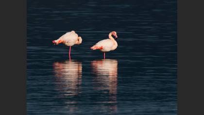 Flamingo