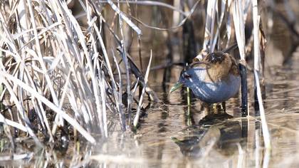 Bataklık Suyelvesi