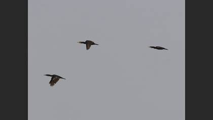 Karabatak