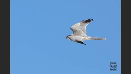 Bozkır Delicesi