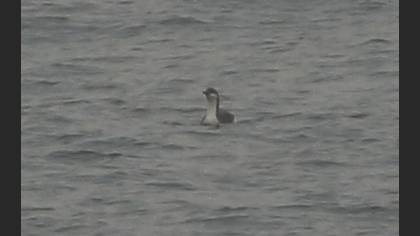 Tanımsız