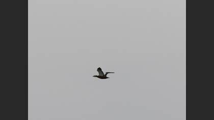 Angıt